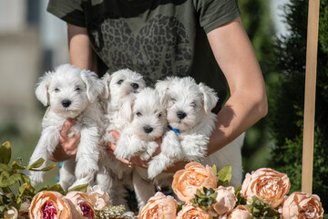 The owner hugs a litter of miniature schnauzer puppies.
