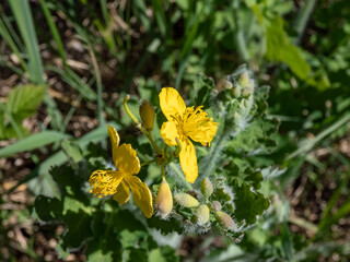The greater celandine (Chelidonium majus) with blue green leaves blooming with yellow flowers with four petals in summer..