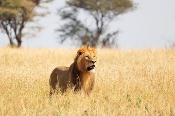 A Lion (Panthera Leo) in Serengeti National Park, Tanzania,  Africa
