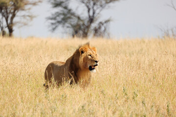 A Lion (Panthera Leo) in Serengeti National Park, Tanzania,  Africa