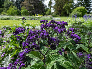 Obraz premium Heliotrope (Heliotropium arborescens) 'Mini marine' blooming with tall, scented deep violet-blue flowers in the garden