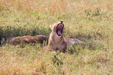 A Lion (Panthera Leo) in Serengeti National Park, Tanzania,  Africa