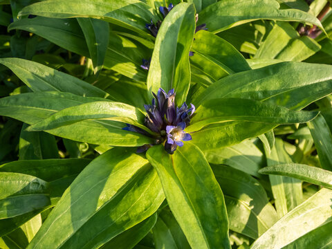 Close-up shot of the star gentian or cross gentian (Gentiana cruciata) flowering with violet-blue trumpets with 4 petals, clustered in the axils of upper leaves