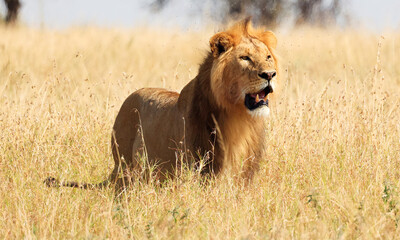 A Lion (Panthera Leo) in Serengeti National Park, Tanzania,  Africa - obrazy, fototapety, plakaty