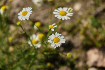 Chamomile flower field Camomile in the nature Field of camomiles at sunny day at nature daisy flowers in summer day field wide background in sun light