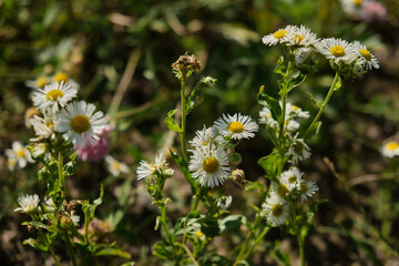 Chamomile flower field Camomile in the nature Field of camomiles at sunny day at nature daisy flowers in summer day field wide background in sun light