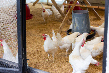 White chickens in the coop