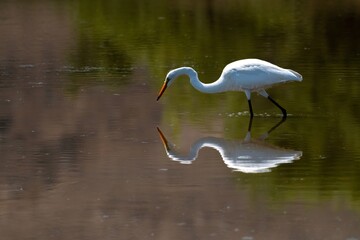 A foraging great egret and its reflection in the water