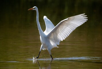 Great egret with wings open treading water near Lake Perris, California