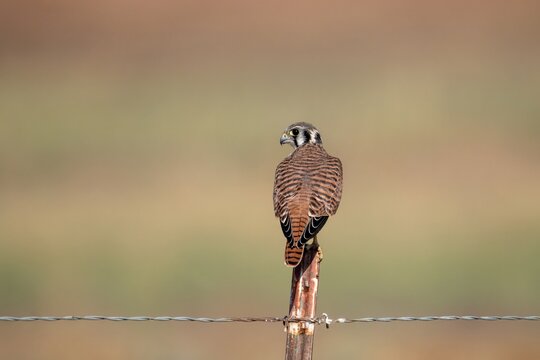 Up close image of a female Americal kestrel showing off her striped neck
