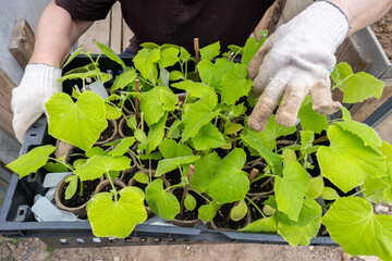 Gardener holding a box with green cucumber seedlings, cultivation of cucumbers in greenhouse.