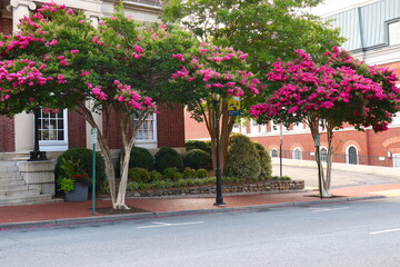Fototapeta na wymiar Pink Crepe Myrtle Trees on City Street in Southeastern U.S.