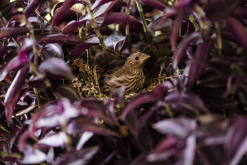 Baby bird in purple wandering jew plant