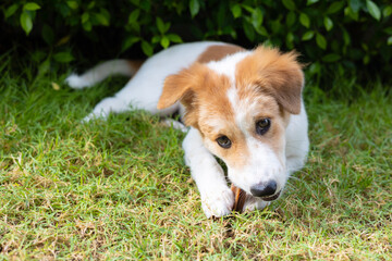 Face close up of adorable small puppy is lying on green grass in beautiful house garden and chewing dog snack for cleaning his teeth and exercise his mouth muscle which is for healthy pet caring.