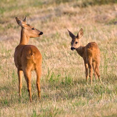 Mother and baby pair of Capreolus capreolus european roe deer just noticed that someone watching them on a field. Summer, Czech republic nature.