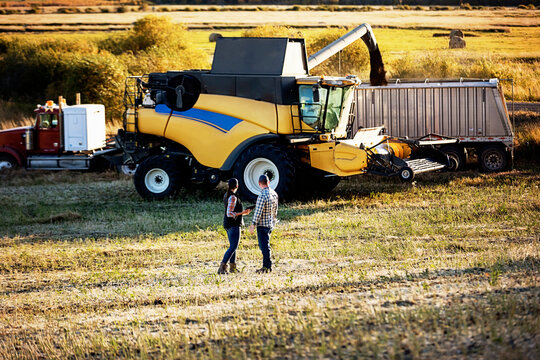 Farmers watching combine offloading canola into semi-trailer grain truck, Alberta, Canada