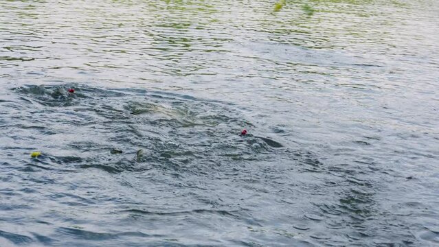 A large number of fish swimming in public water marshes eating bread from being thrown down by tourists causing many fish to swim on the surface of the water