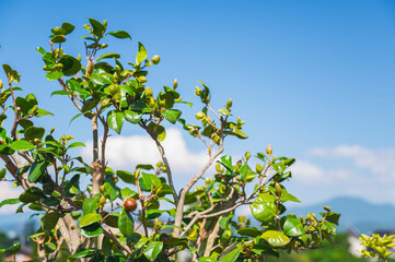 夏の実をつけたツバキ