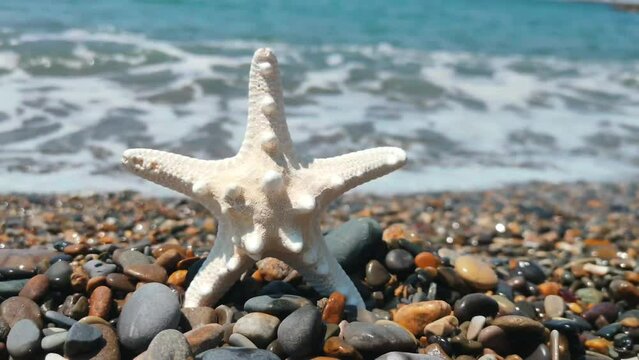 A sea shell lies on the seashore.