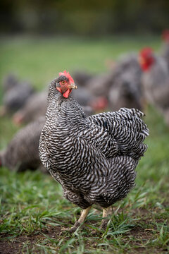 Barred Plymouth Rock Chicken free ranging at a farm in Kansas, USA; Elgin, Kansas, United States of America