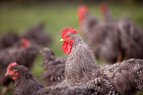Barred Plymouth Rock Chicken free ranging at a farm in Kansas, USA; Elgin, Kansas, United States of America