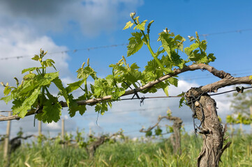 Grapevine wraps itself around a wire fence in a vineyard; Pienza, Tuscany, Italy