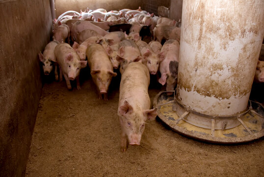 Pigs (Sus domesticus) at a hog farm; Greenleaf, Kansas, United States of America