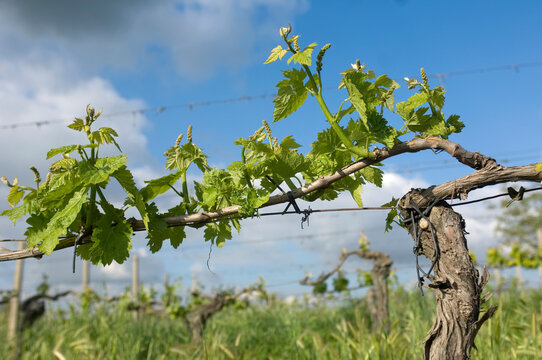 Grapevine wraps itself around a wire fence in a vineyard; Pienza, Tuscany, Italy