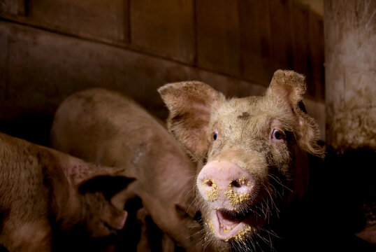 Pigs (Sus domesticus) feeding at a hog farm; Greenleaf, Kansas, United States of America