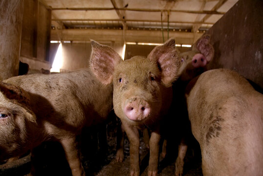 Close-up portrait of a Pig (Sus domesticus) at a hog farm; Greenleaf, Kansas, United States of America