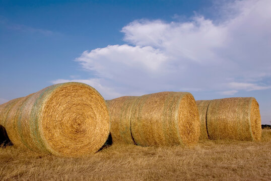 Round straw bales on a field at harvest time; Greenleaf, Kansas, United States of America