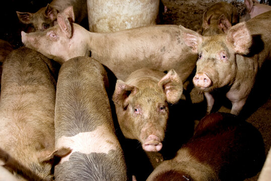 Pigs (Sus domesticus) at a hog farm; Greenleaf, Kansas, United States of America