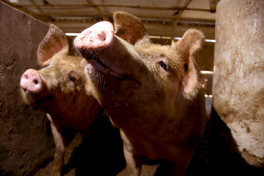 Close-up portrait of Pigs (Sus domesticus) at a hog farm; Greenleaf, Kansas, United States of America