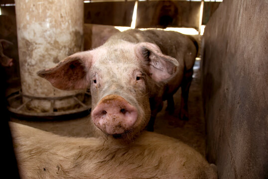 Close-up portrait of a Pig (Sus domesticus) at a hog farm; Greenleaf, Kansas, United States of America