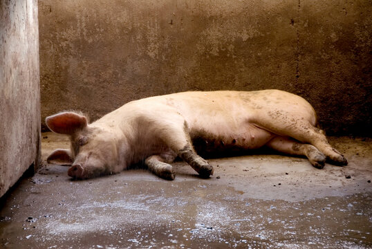 Pig (Sus domesticus) sleeping on the concrete floor at a hog farm; Greenleaf, Kansas, United States of America