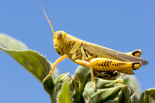 Grasshopper sits on a leaf against a bright blue sky; Lincoln, Nebraska, United States of America