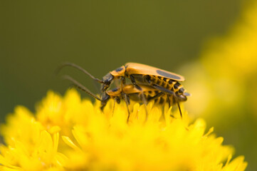 Soldier beetles (Chauliognathus pennsylvanicus) mating on goldenrod (Solidago); Denton, Nebraska, United States of America