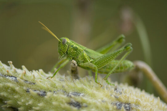 Western ragweed grasshopper (Campylancantha olivacea); Denton, Nebraska, United States of America