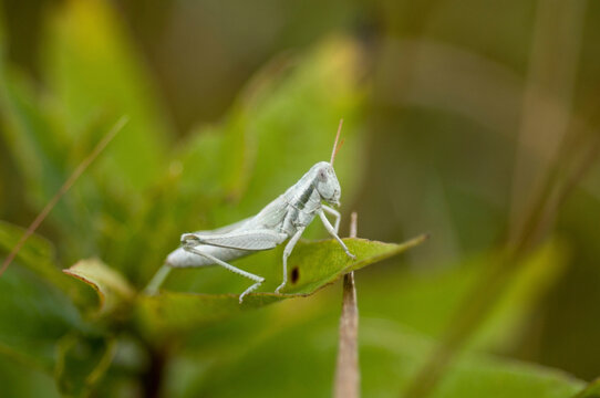 Cudweed grasshopper (Hypochlora alba) resting on a plant leaf; Denton, Nebraska, United States of America