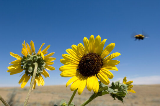 Sunflowers (Helianthus Annuus) and bumble bees with a view of a field and horizon in the distance; Lewistown, Montana, United States of America