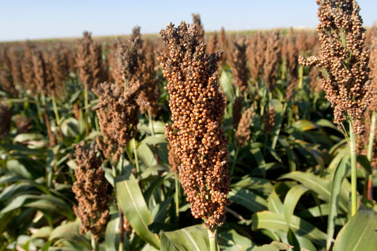 Milo, or grain sorghum, growing in abundance in a field; Grand Island, Nebraska, United States of America