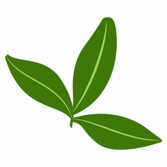 Green leaf for decoration and design.