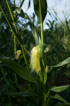 Sweet corn growing in a field; Greenleaf, Kansas, United States of America