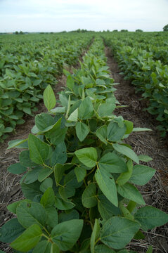 Rows of soybean plants (Glycine max) on a farm field in Nebraska, USA; Cortland, Nebraska, United States of America