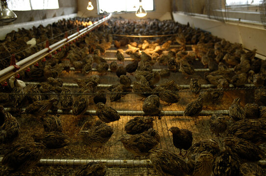 Japanese coturnix quail (Coturnix japonica) at a hatchery; Bartlesville, Oklahoma, United States of America