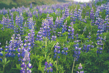 Obraz premium Field of purple lupine wildflowers in Iceland during summer. It is invasive to the country