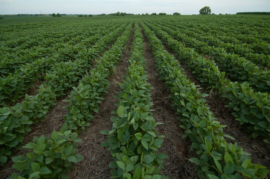 Rows of soybean plants (Glycine max) on a farm field in Nebraska, USA; Cortland, Nebraska, United States of America
