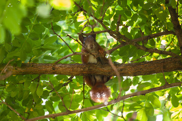 Neugieriges Eichhörnchen © JENSZUECHNER