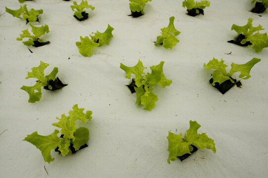 Hydroponic nursery for vegetables; Stanley, Falkland Islands