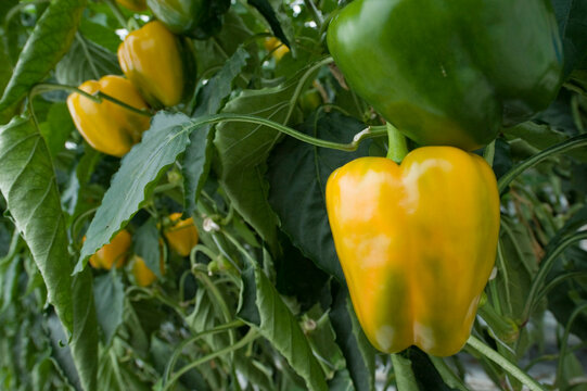 Yellow peppers grown on plants at a hydroponic nursery for vegetables; Stanley, Falkland Islands
